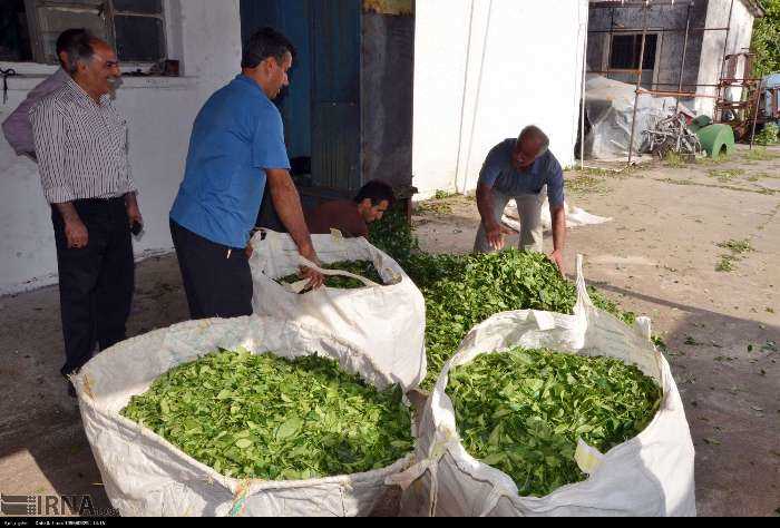 پایان برداشت چای مازندران با کاهش ۲۴ درصدی تولید؛ فشارخشکسالی و ویلاسازی بر چای‌باغ‌ها