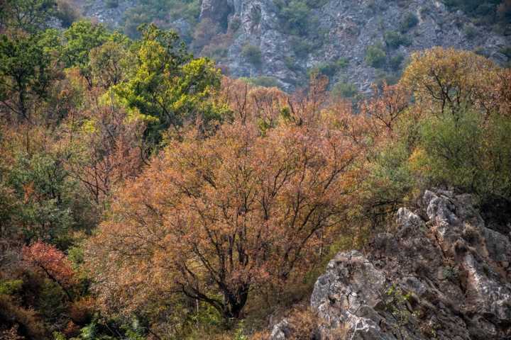خشکسالی، قهرِ باران و حضور مسافران؛ مثلث خطرناک برای نابودی هیرکانی