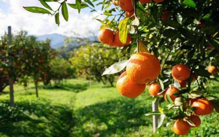 هواشناسی: سرمای آسیب‌زا به مرکبات در مازندران نداریم