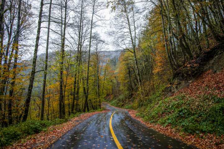 تغییر اقلیم و اختلال در خواب جنگل‌های هیرکانی