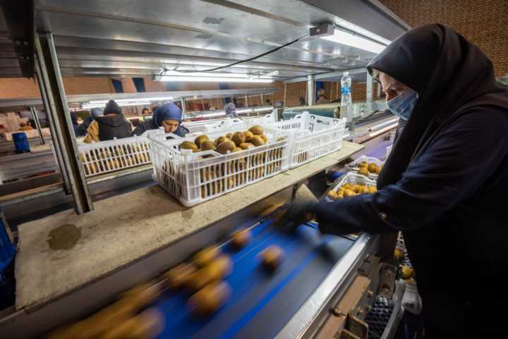 رکوردشکنی برداشت کیوی در چالوس با عملکرد ۴۵ تن در هکتار